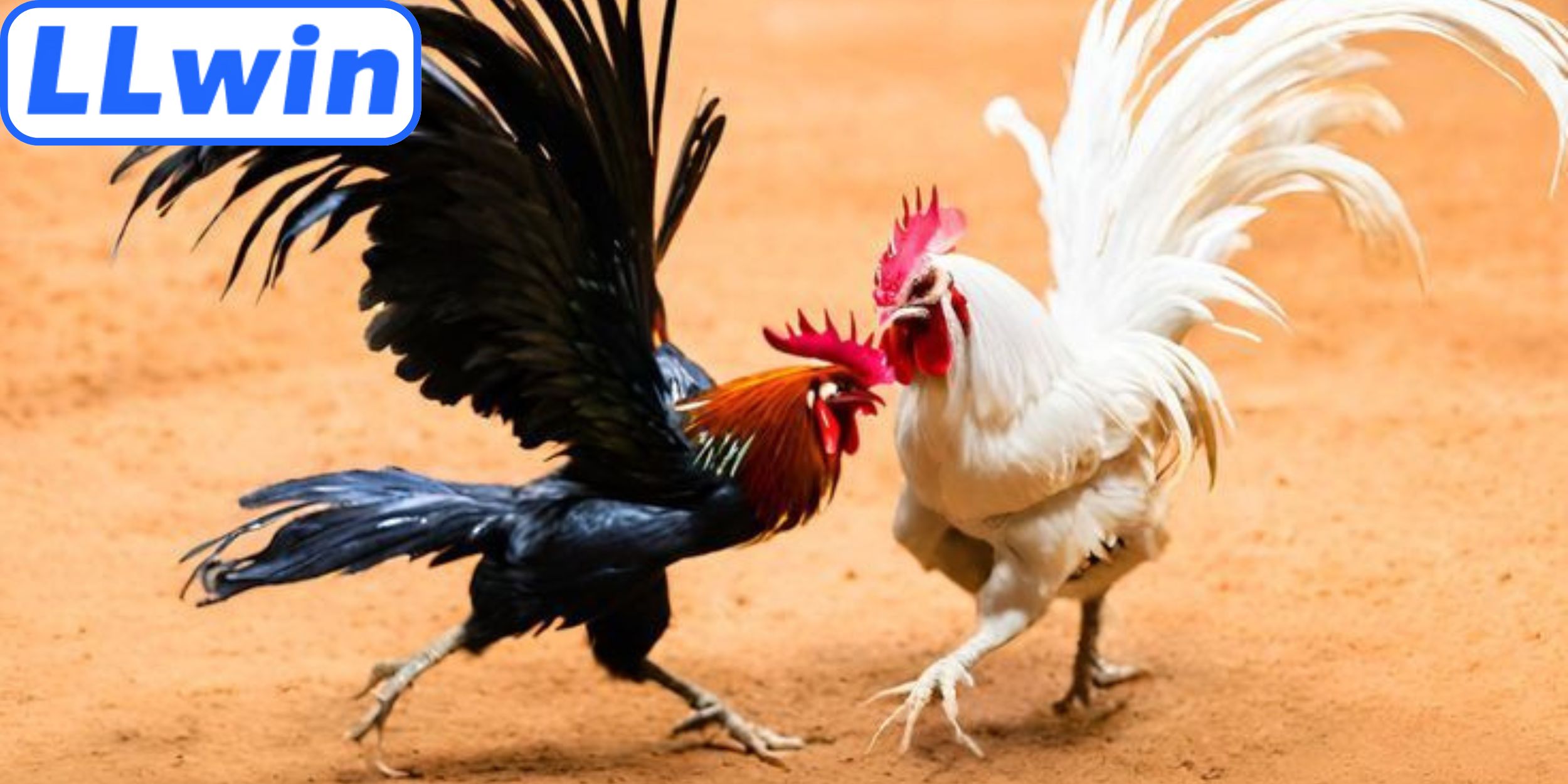 Nét riêng làm nên sức hấp dẫn đá gà cựa sắt LLwin 